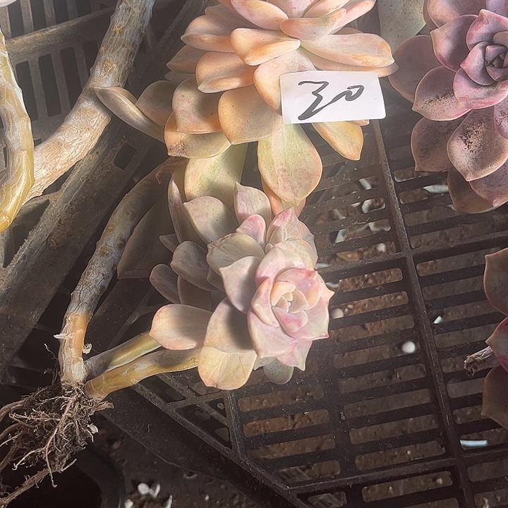 用***5紫乐景30号多肉植物