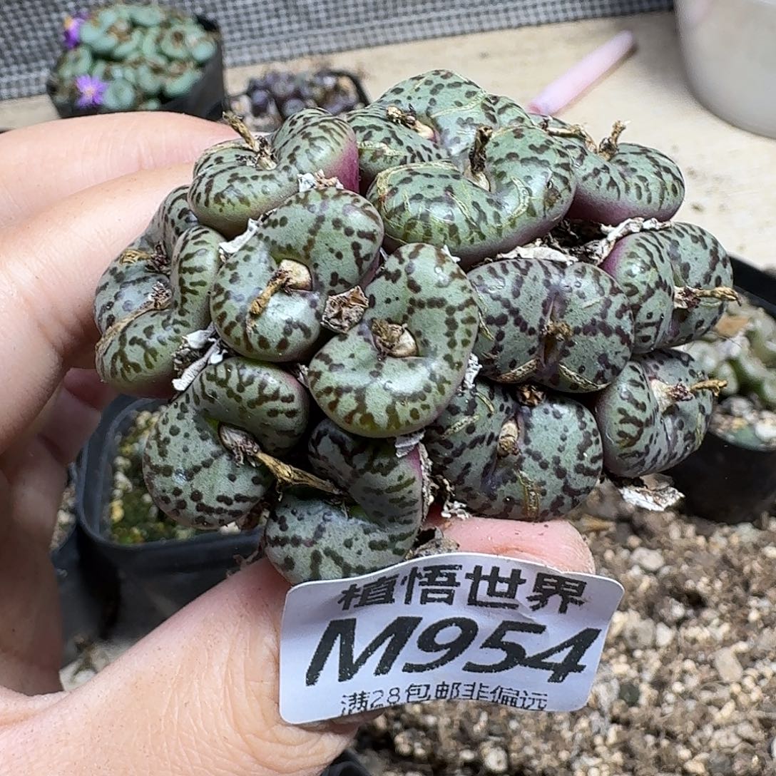 多肉植物的人生fghn