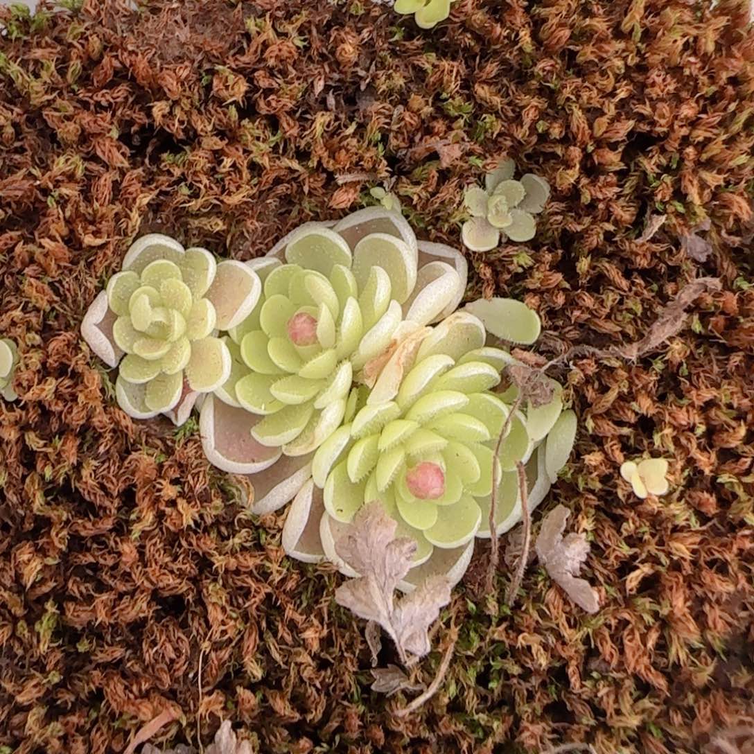 花语多肉0103-325爱丽丝