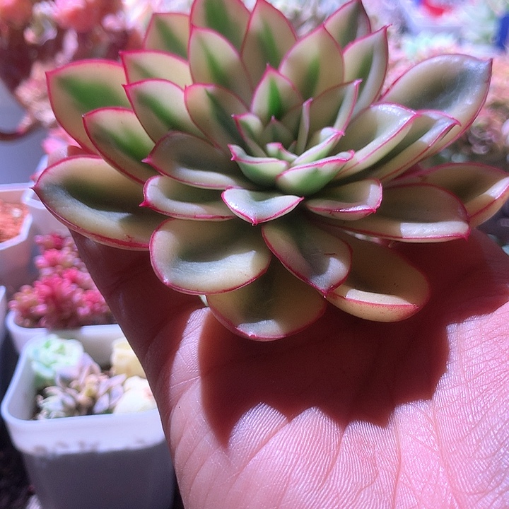 红花女王砍头无根