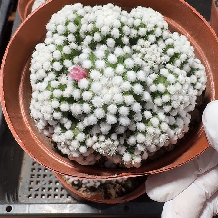 明日香姬仙人球123