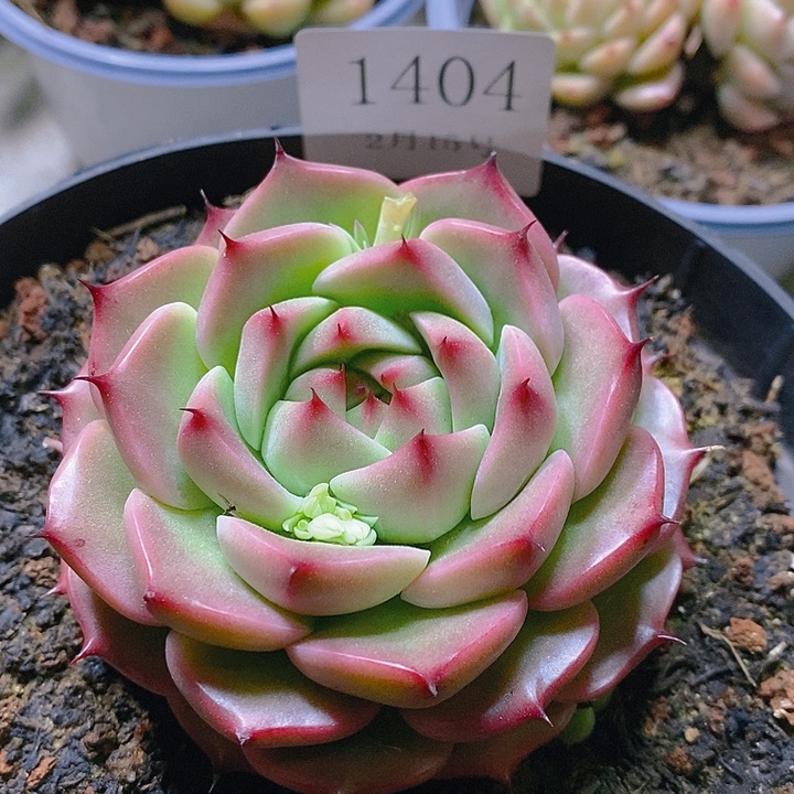 【闪购商品】云1404