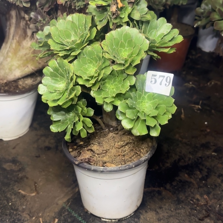 579两单包邮绿法师。      