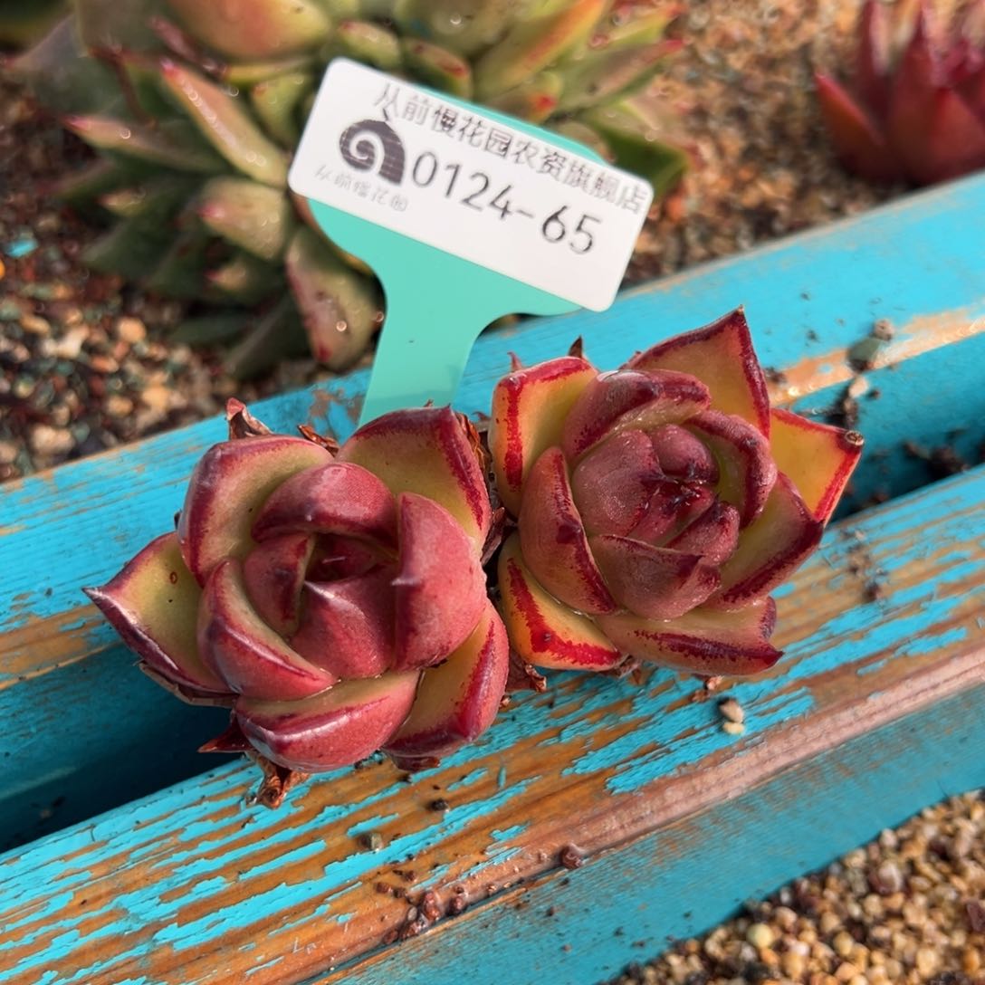 从前慢多肉精选编号0124.65