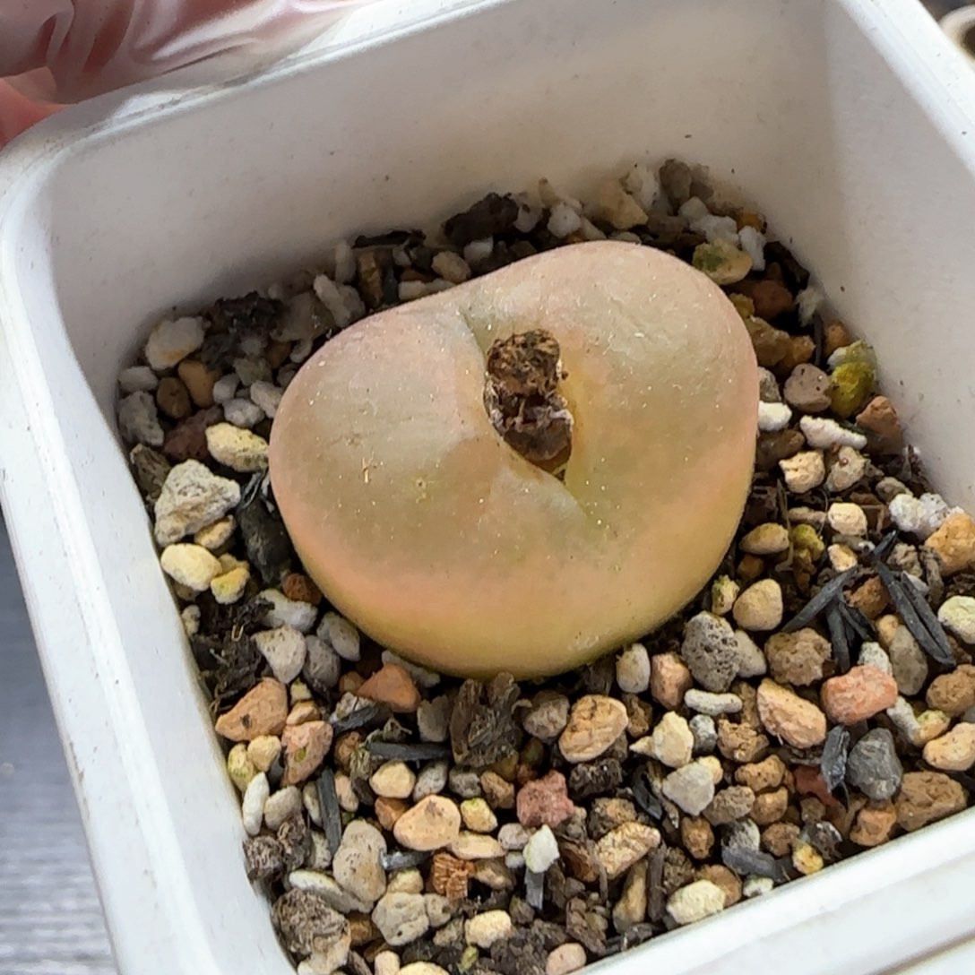 3.4、淡黄色的毛，9004