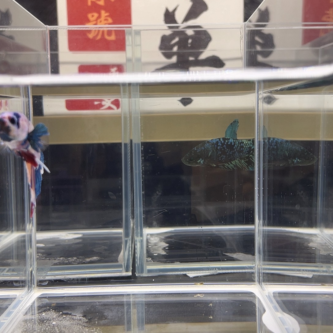 斗鱼可博高端精品成鱼竞拍0923