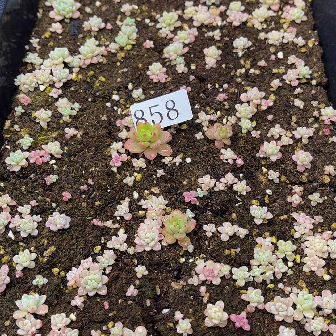 多肉植物多肉植物858