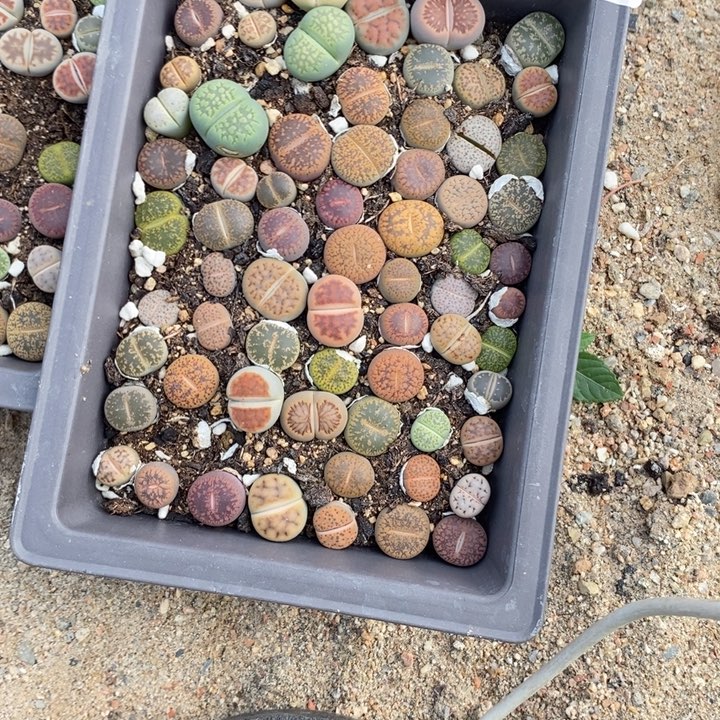 *****生石花等植物的生长231