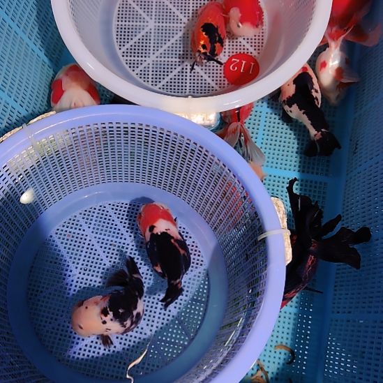 金鱼029兰寿两只特价顺丰包邮