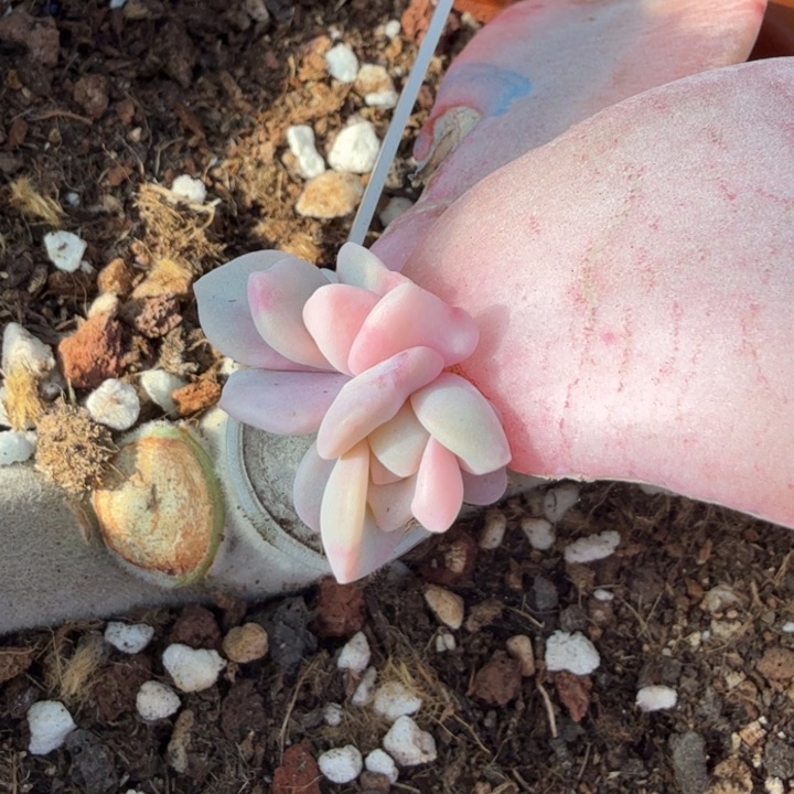 粉兔锦一颗潜力股