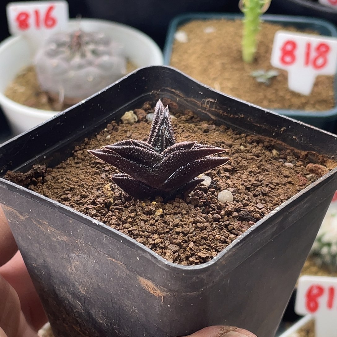 实生黑体丸叶尼古拉