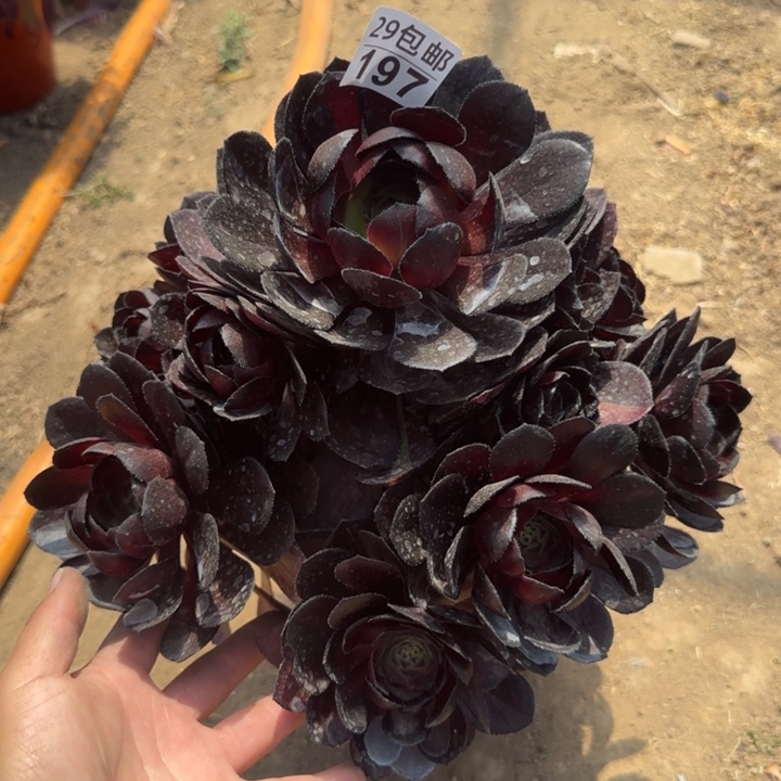 黑美人……多肉植物……