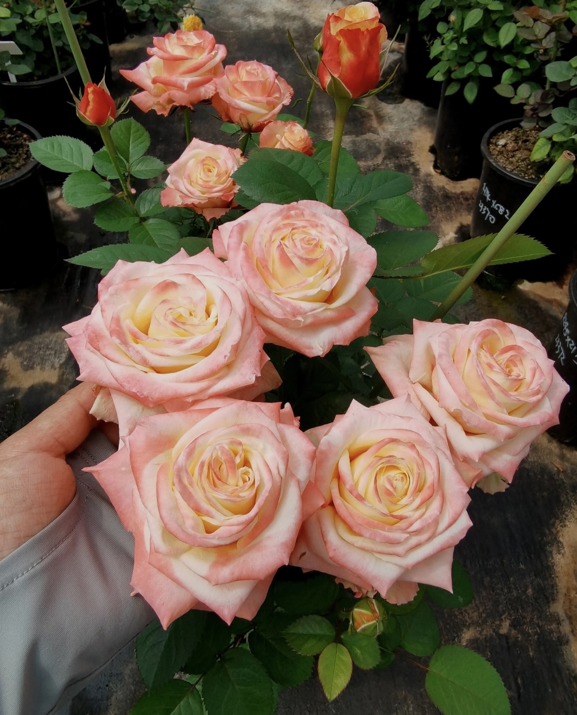 【霞光】独颗彩色大花月季