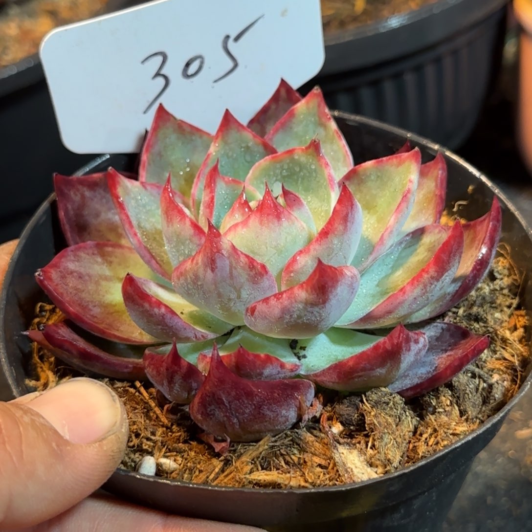 惊鸿一物一拍包装收缩花旱305