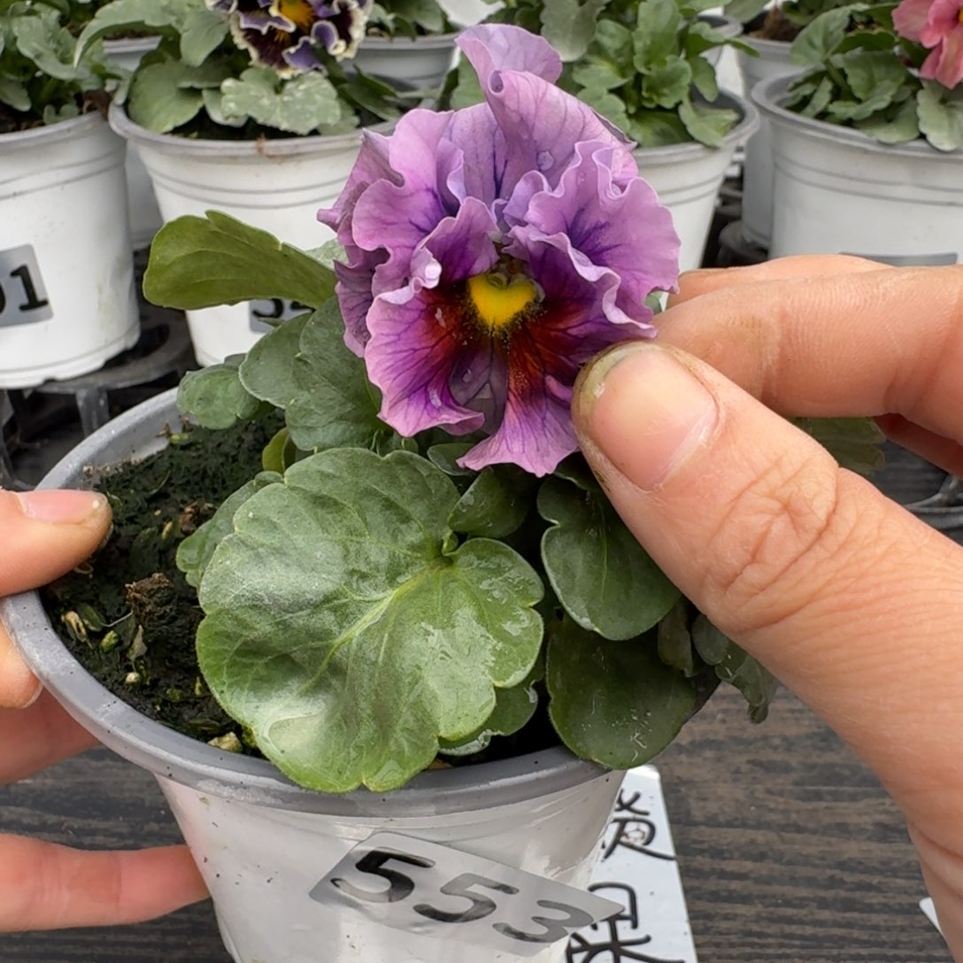 全部花朵553号洛可可