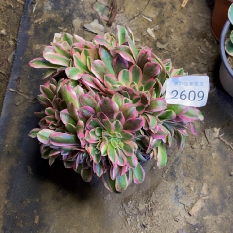 女巫多肉植物2609