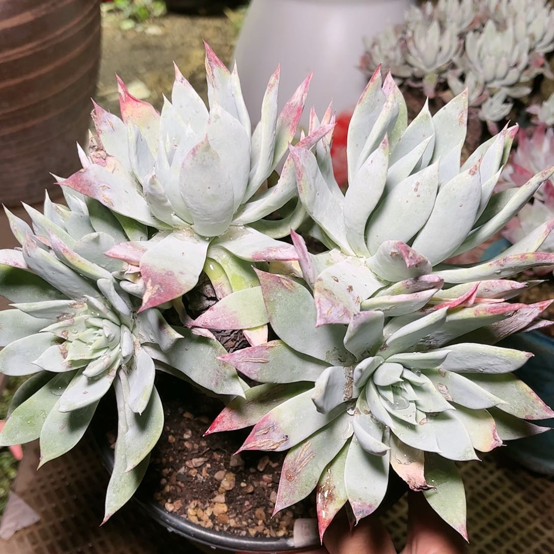 9022苹果雪山仙女杯多肉