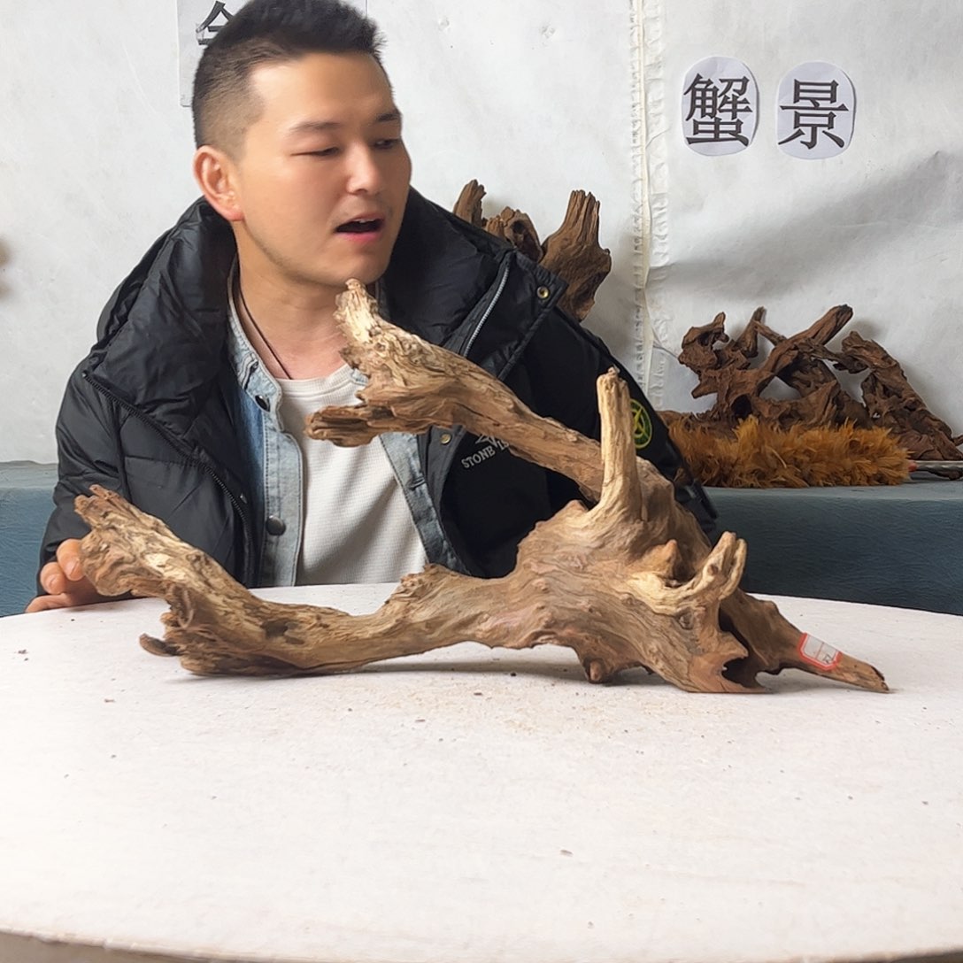 沉木造景寄居蟹造景