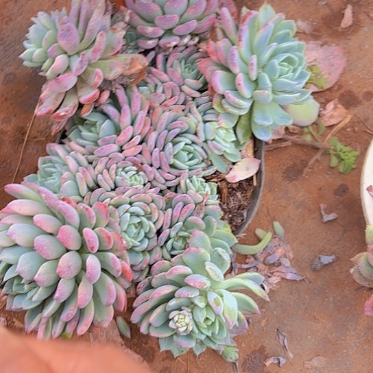 多肉植物。。。。。。。。。。。。。。