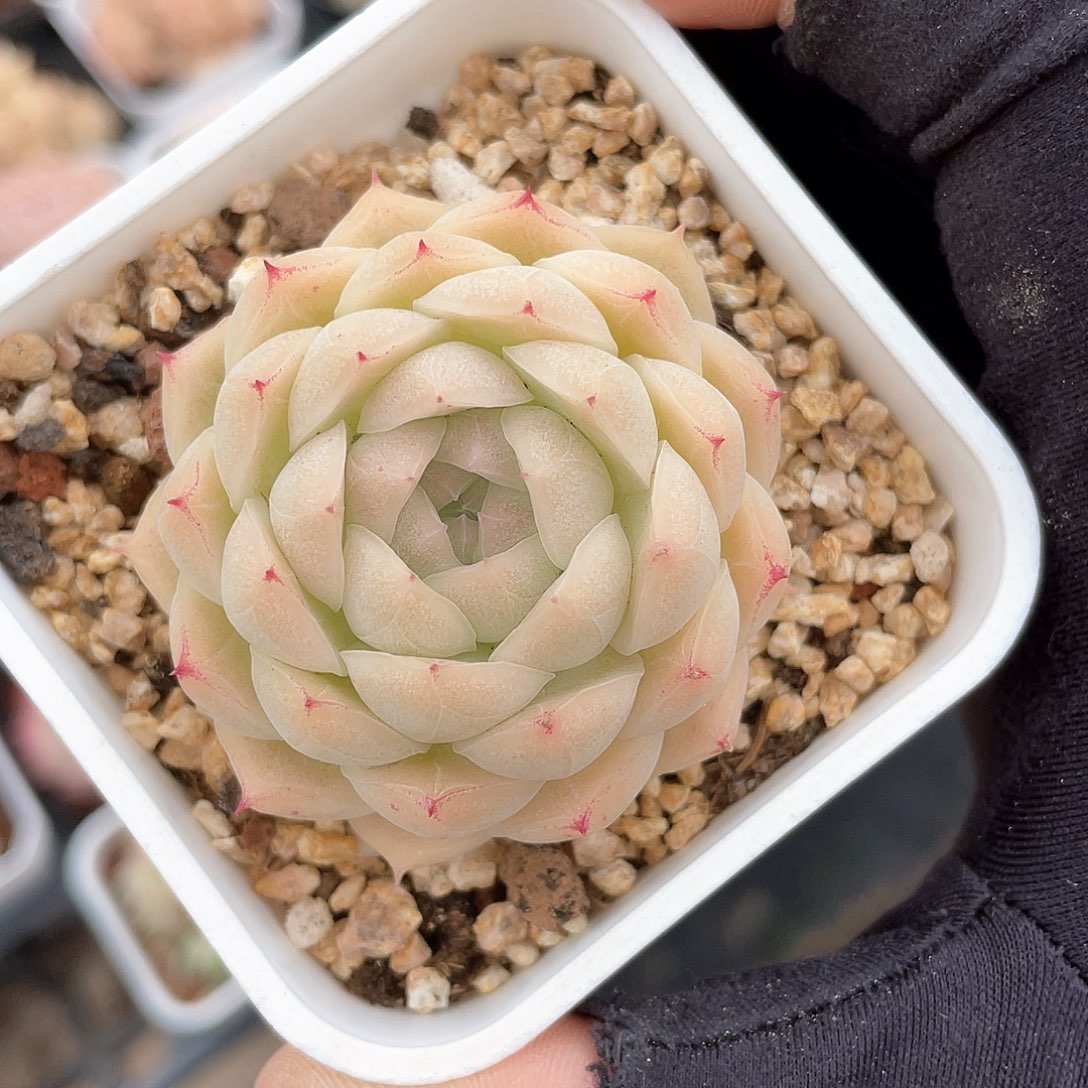 优选麦秆精品9580