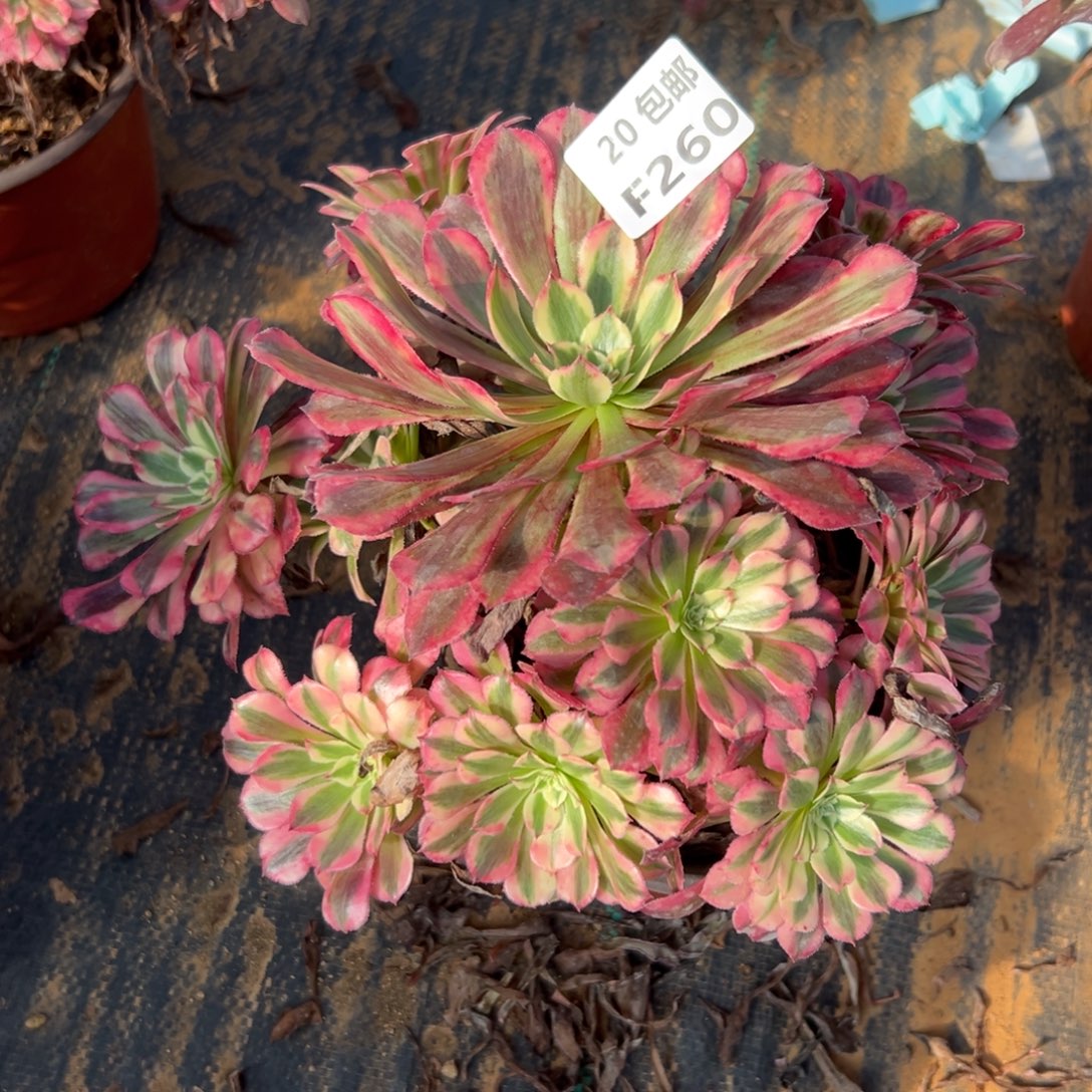 260红铜白，满20包邮