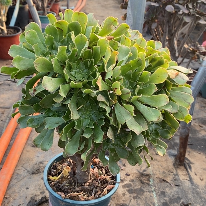 原始绿多肉植物100