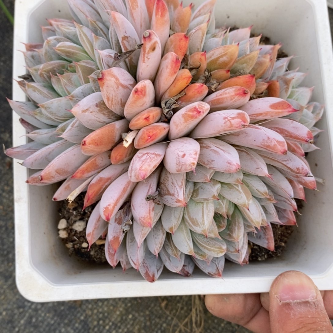 可问主播品种，下滑链接更多品种多肉选择