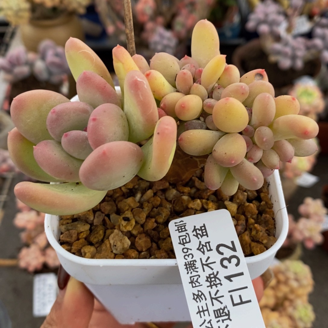 苹果奶缀132/8v m