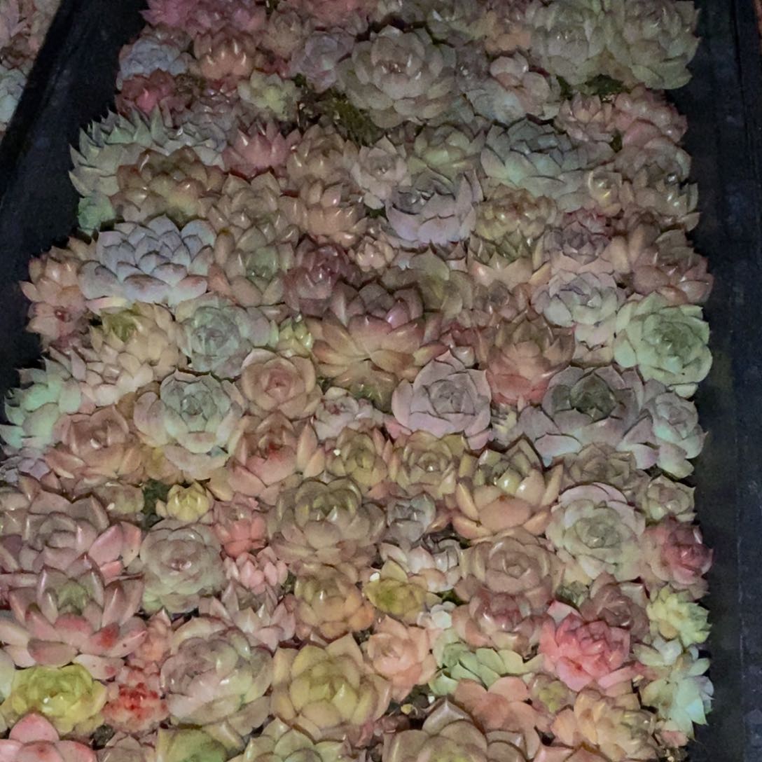 895多肉植物保护研究所所长助理