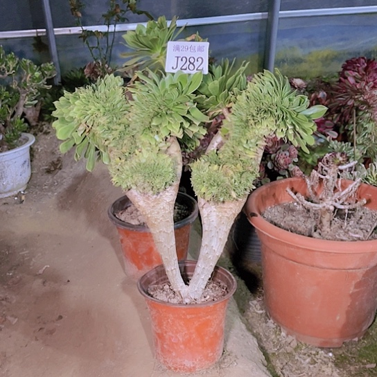 282绿法师缀多肉植物