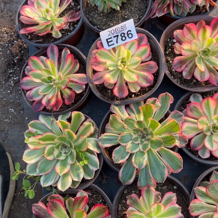 多肉植物786不售后