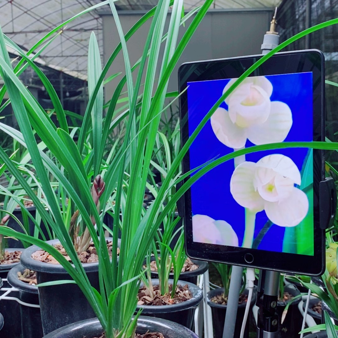 大部分花苞少量开放