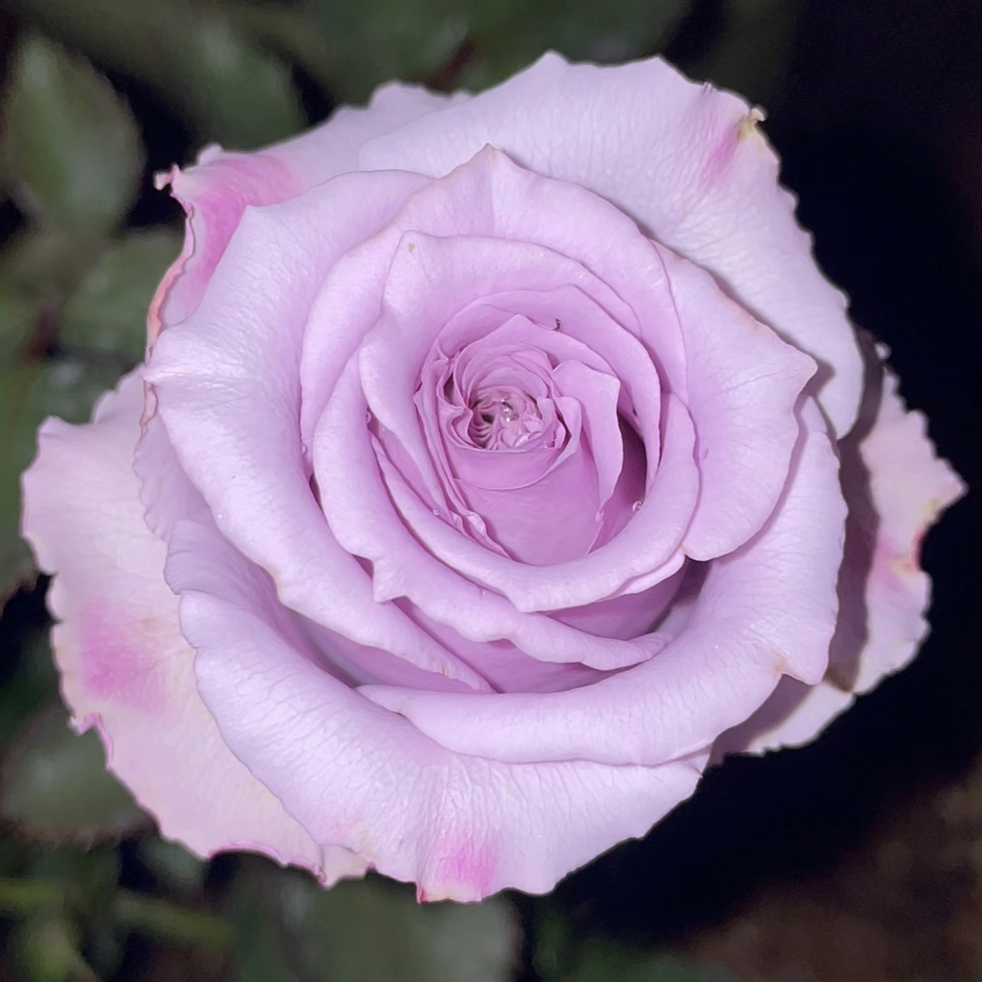 超新品蓝气球月季切花灌木月季庭院阳台盆栽多季开花玫瑰花苗花卉