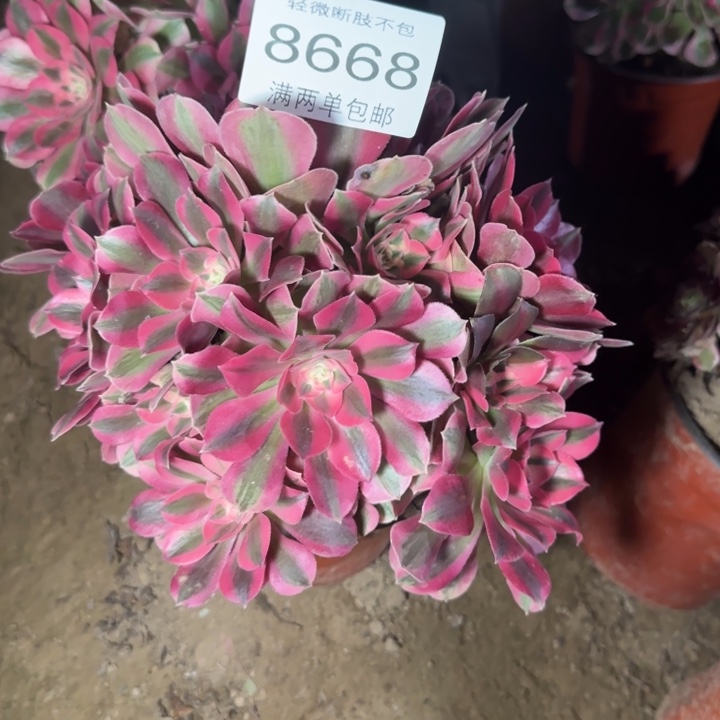 8668女巫多肉植物