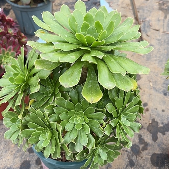 多肉植物原始绿29