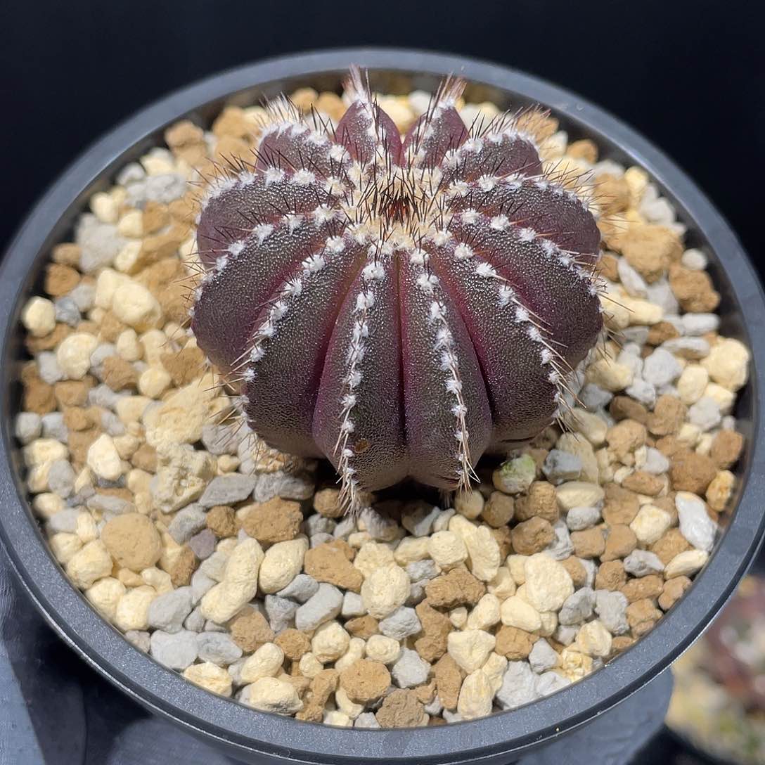 尤博球带盆发货啦哈哈