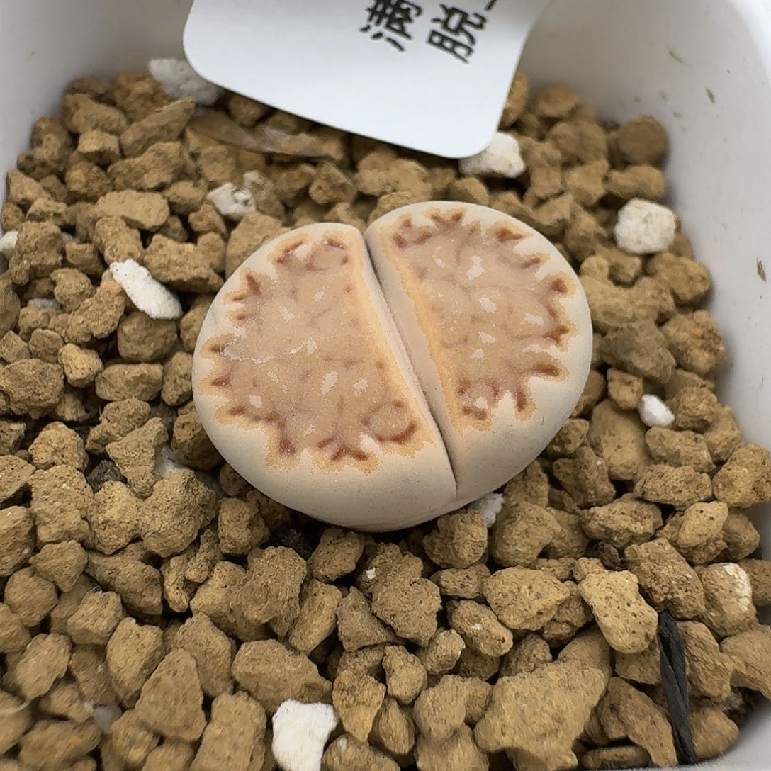 911多肉哈哈哈哈哈哈哈