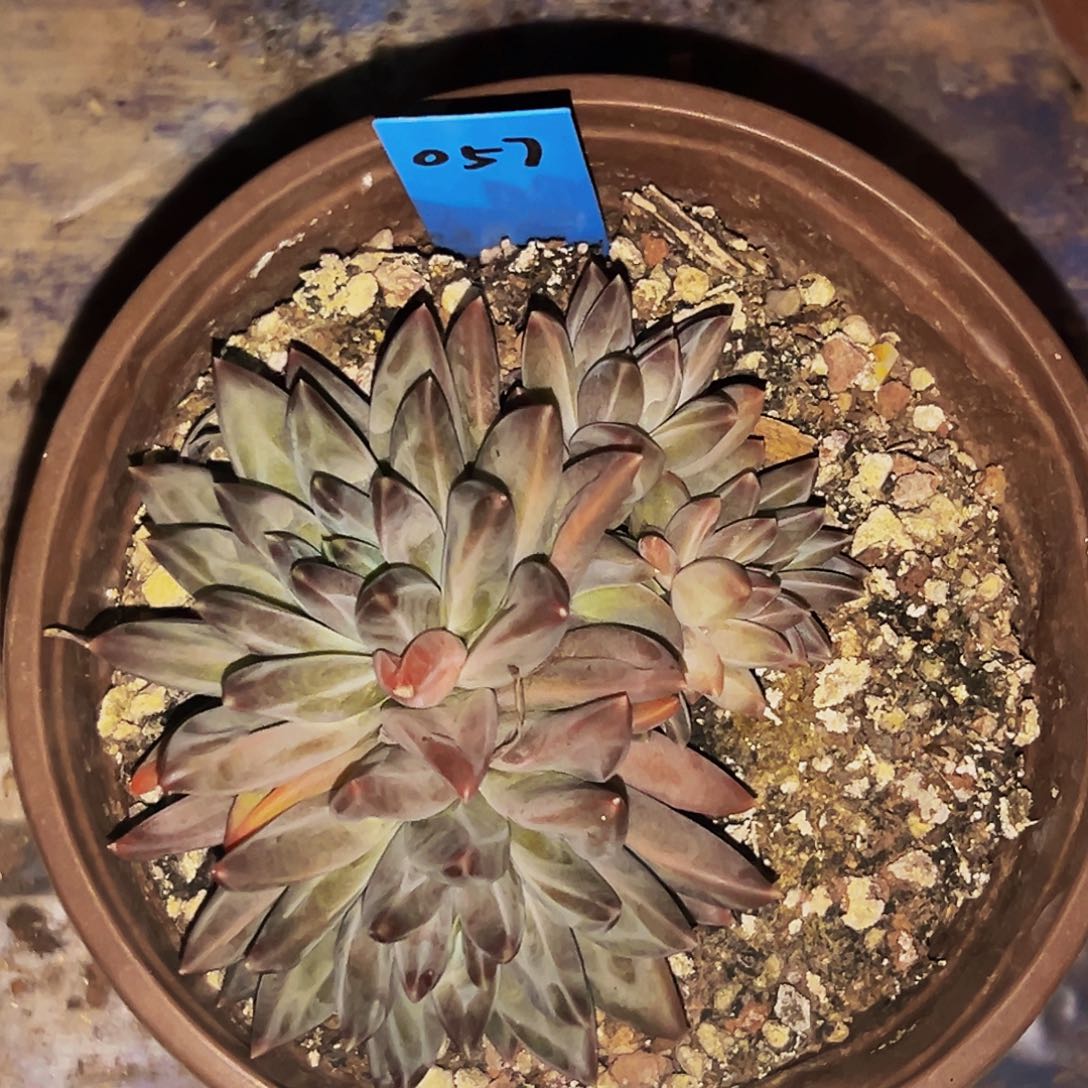 桔云多肉美人精品系列