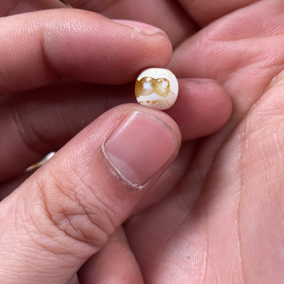 清***羽琥珀未镶嵌珠宝奇石