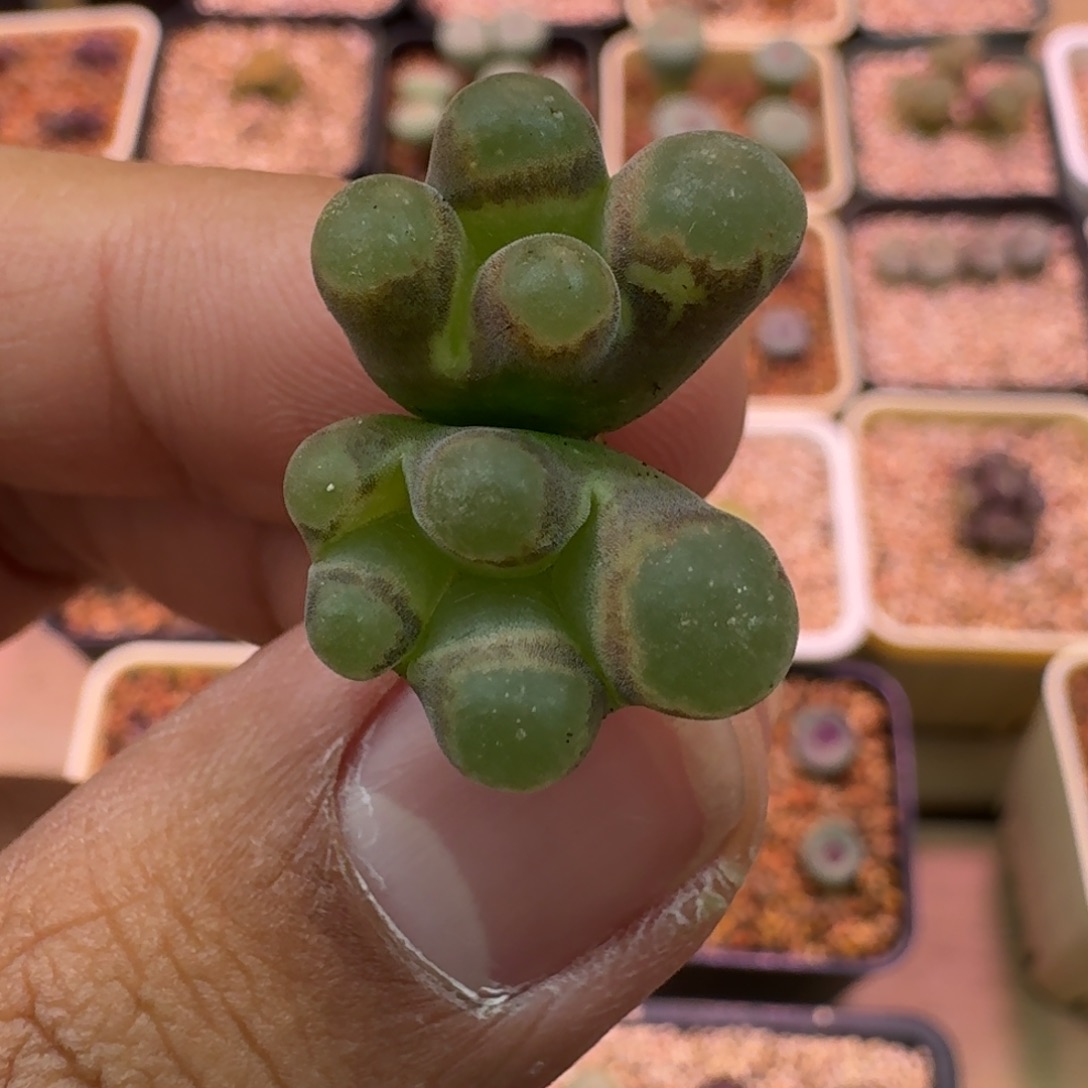 云缦精品番杏30.12