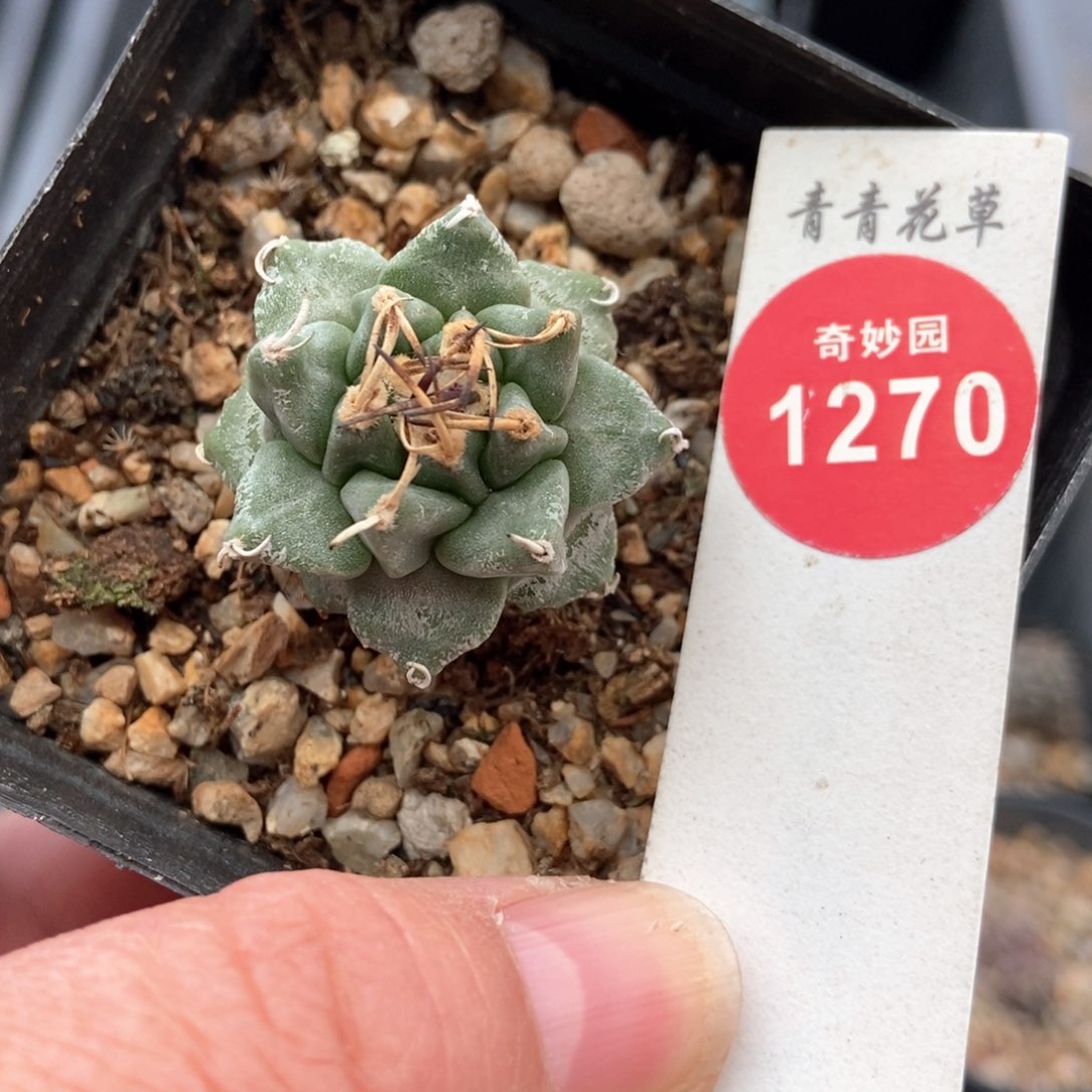 实生长刺赤花娇丽3.1cm