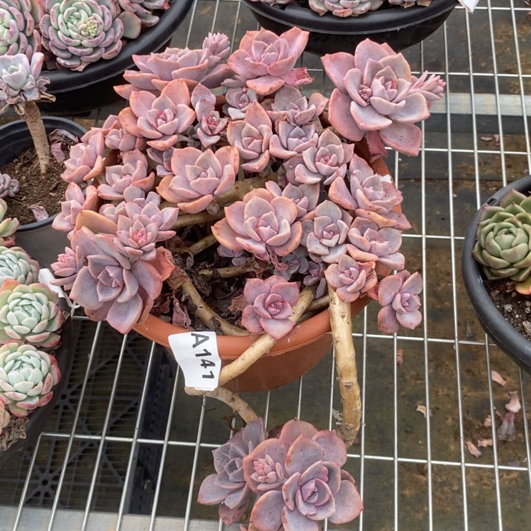 141彩虹糖一物一拍