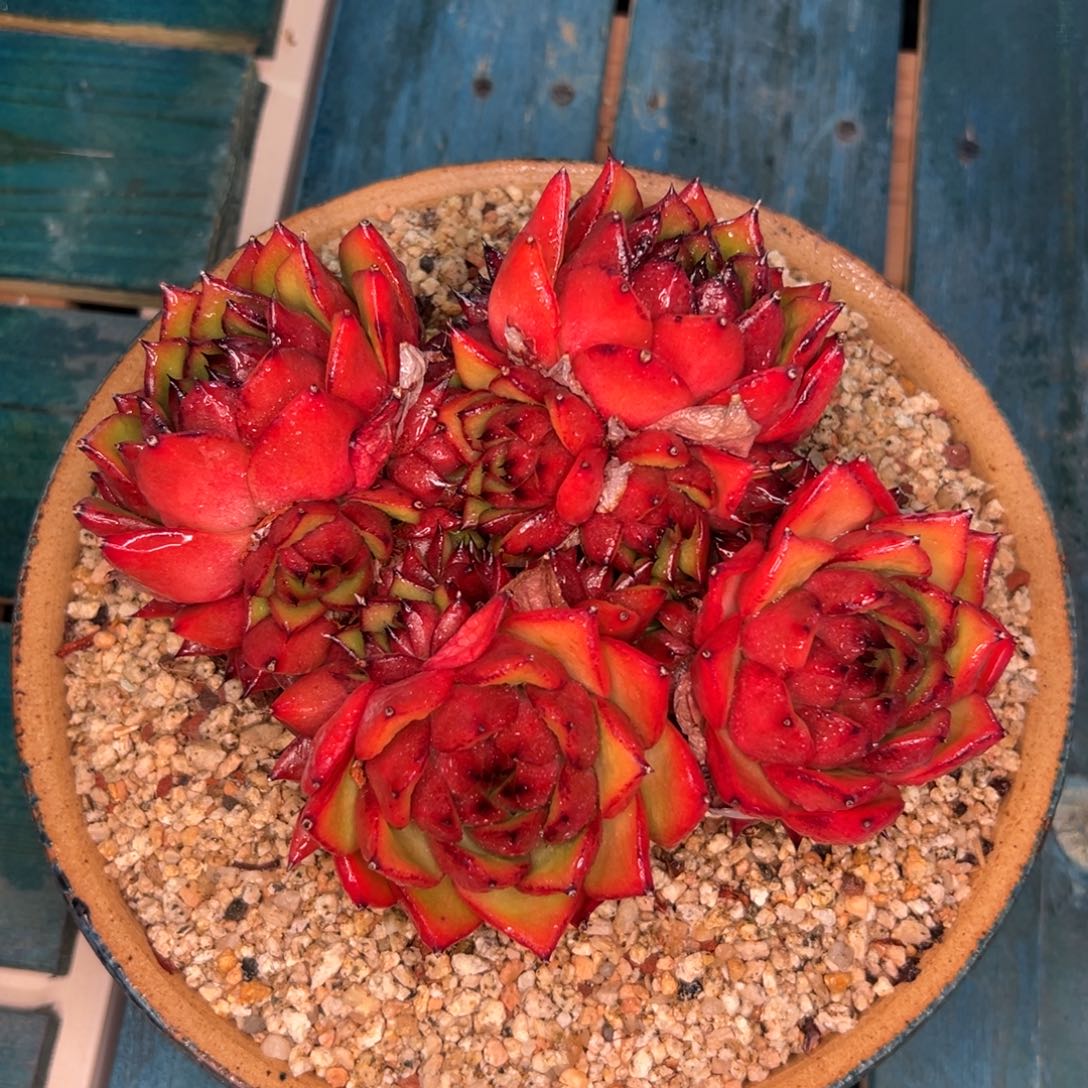 潘多拉玫瑰宝石……孤品