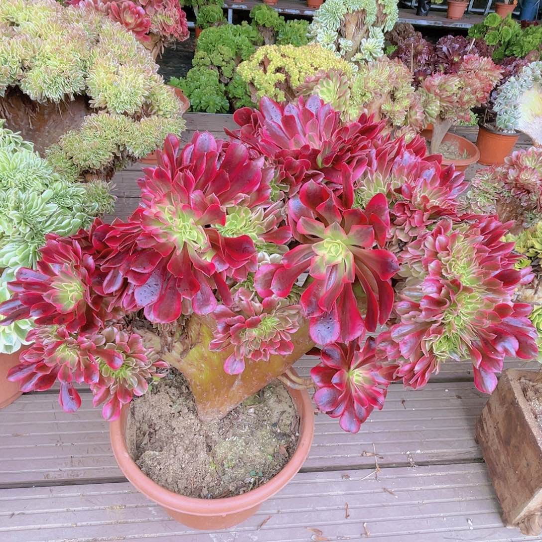 【闪购商品】无花朵美杜莎