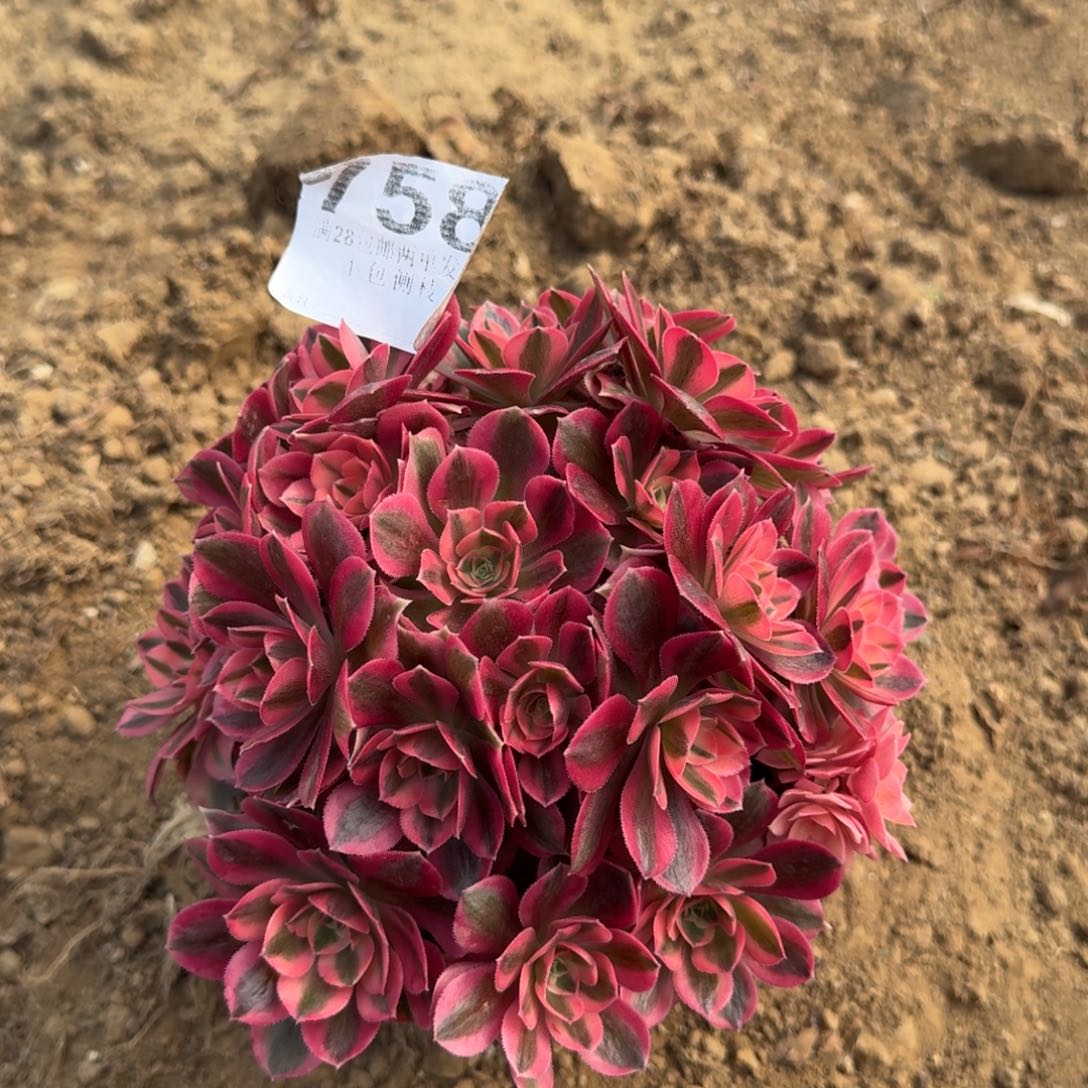 758号女巫福利不包损