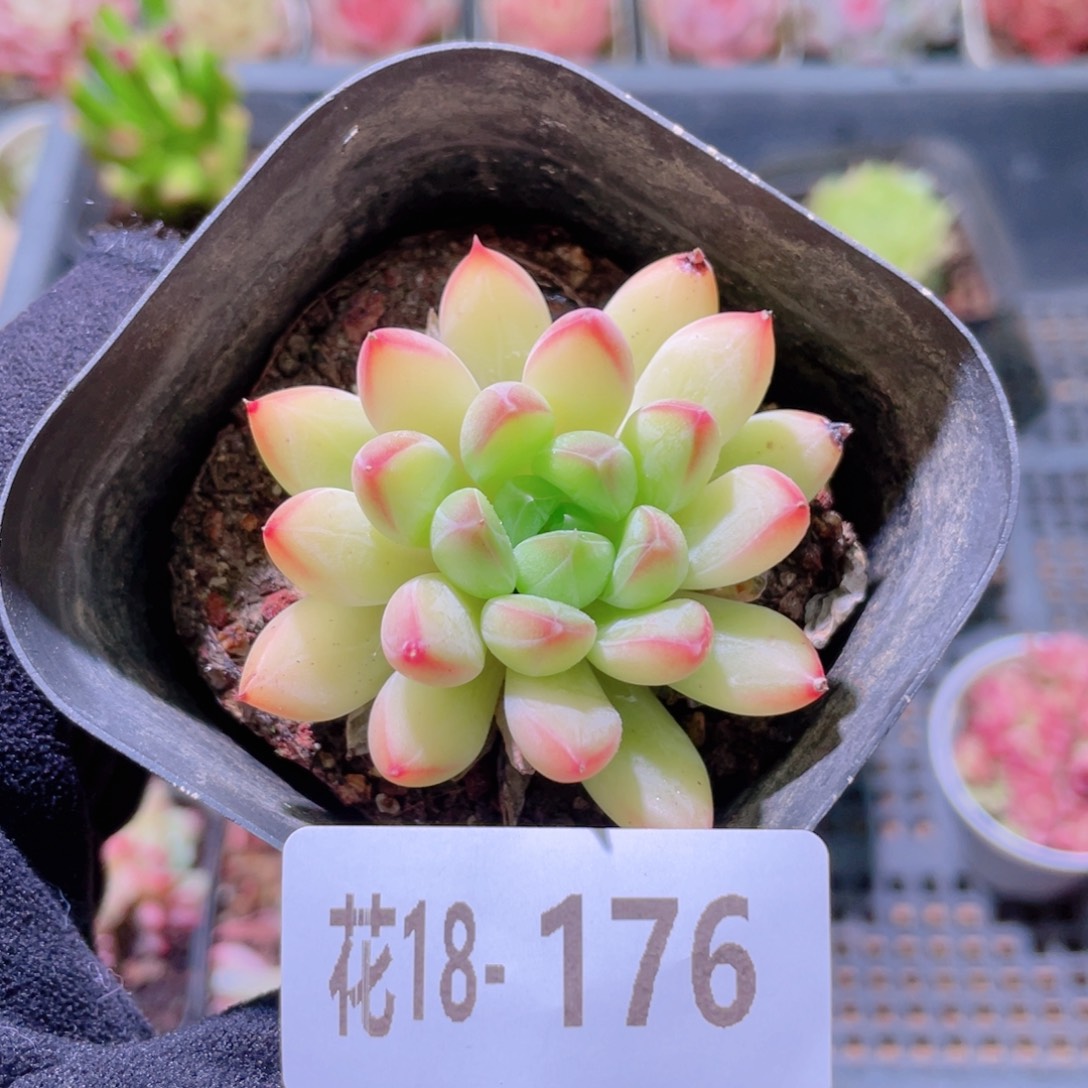 花利美18-176静玉