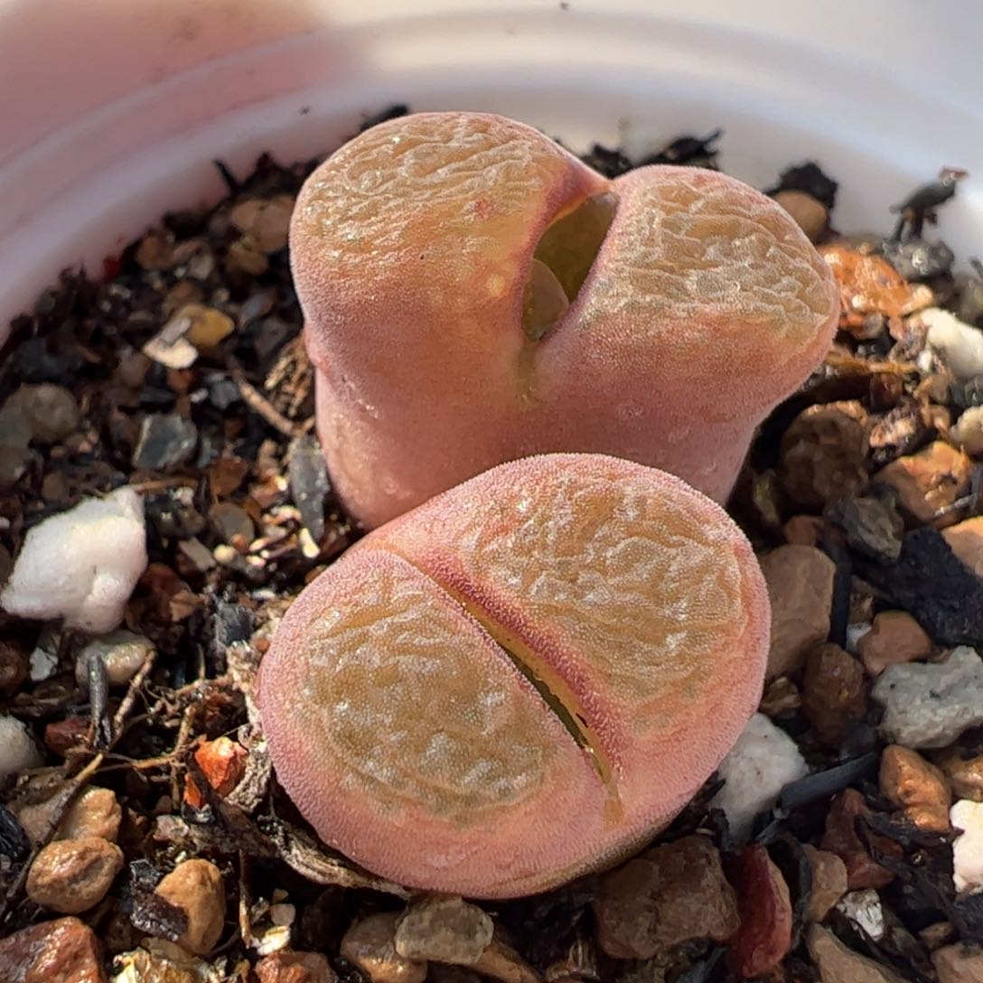 044多肉植物百科