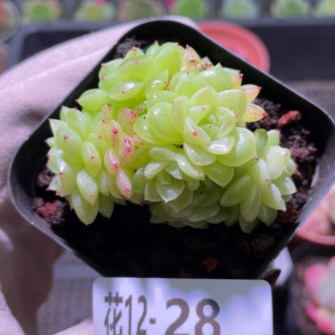 花利美12-28麦秆群