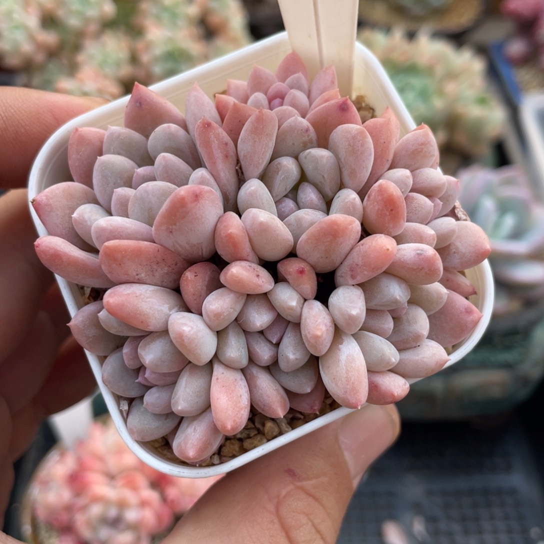 042不认识不带盆7厘米