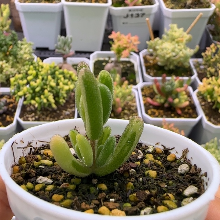 静***心145-拉丝钻石黄锦植物枝干